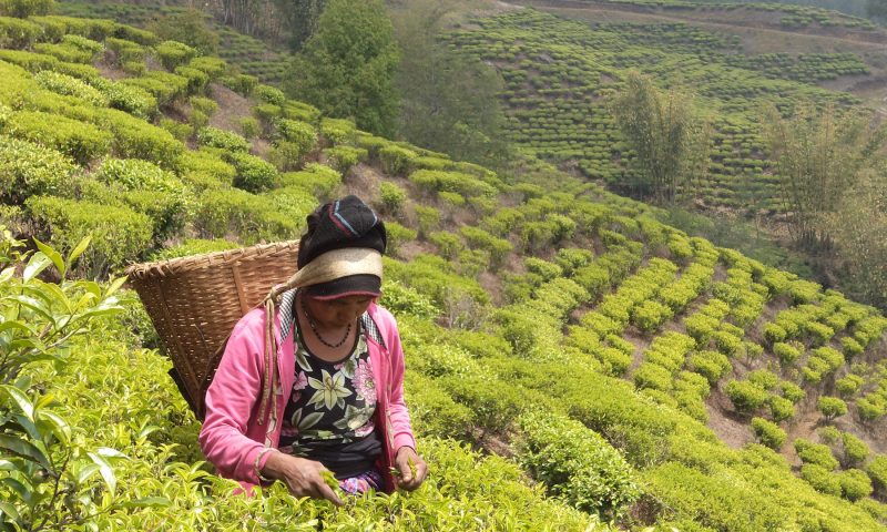 “Nepali Tea Industry Lacks Technology”: Experts